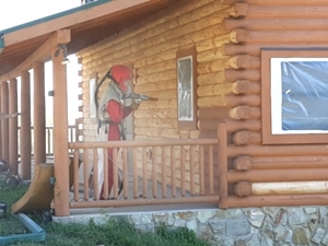 Log Cabin Repair | Media Blasting a Log Cabin